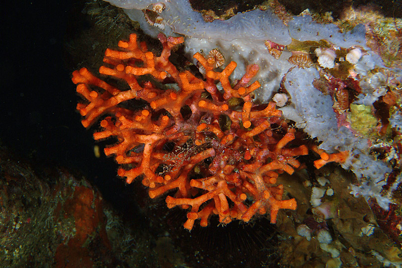 I polipi di Myriapora truncata